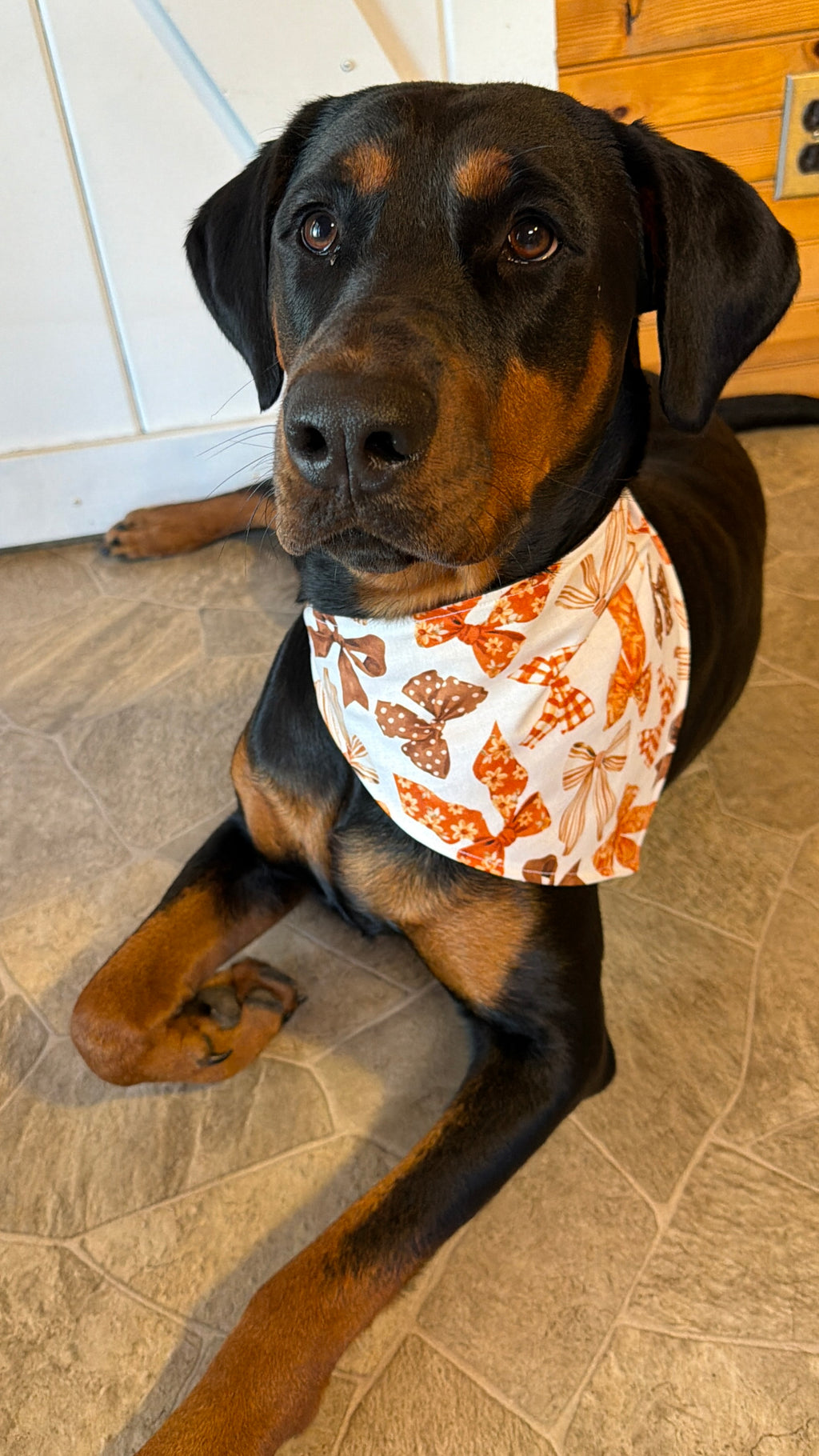 Fall Bows