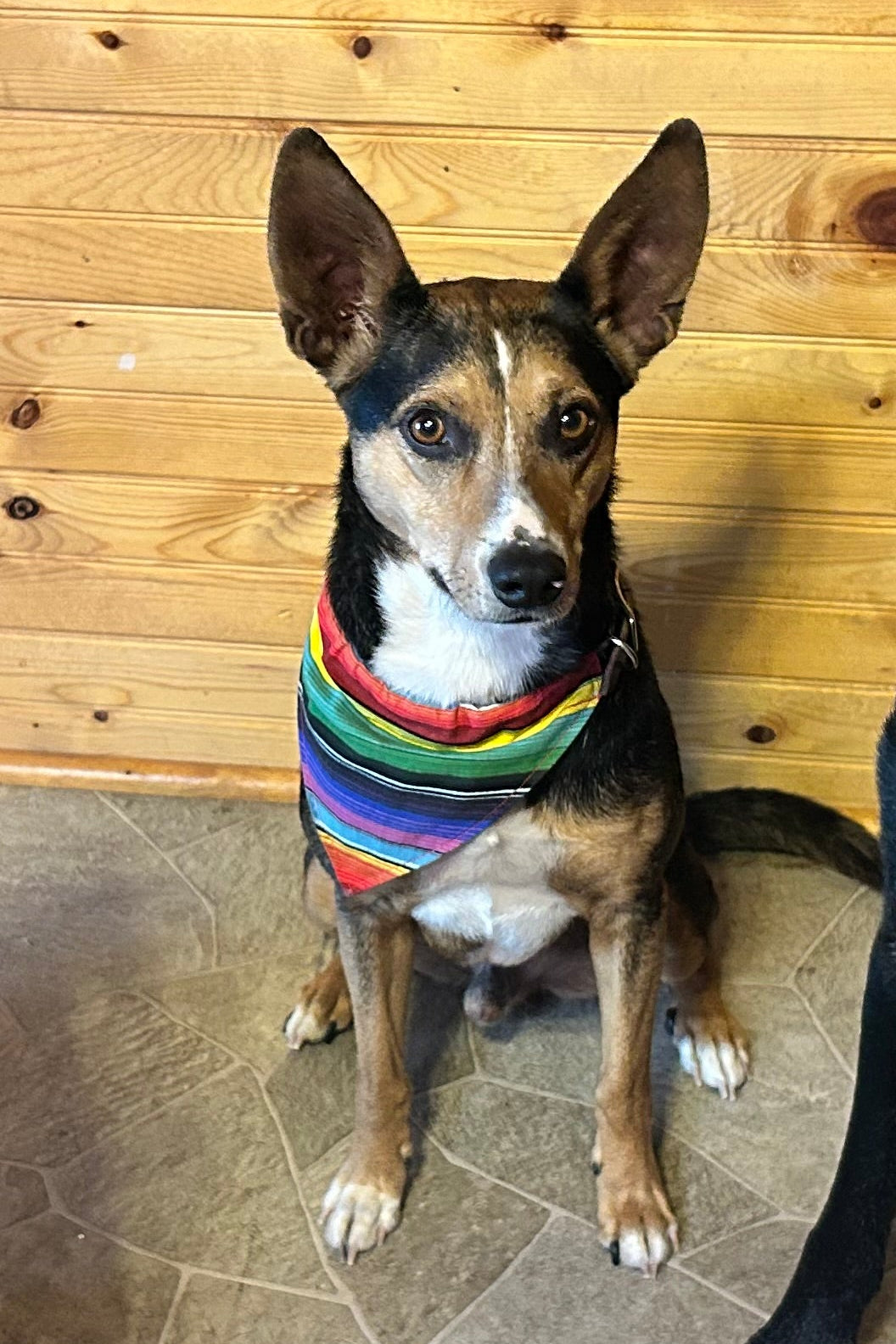 Serape