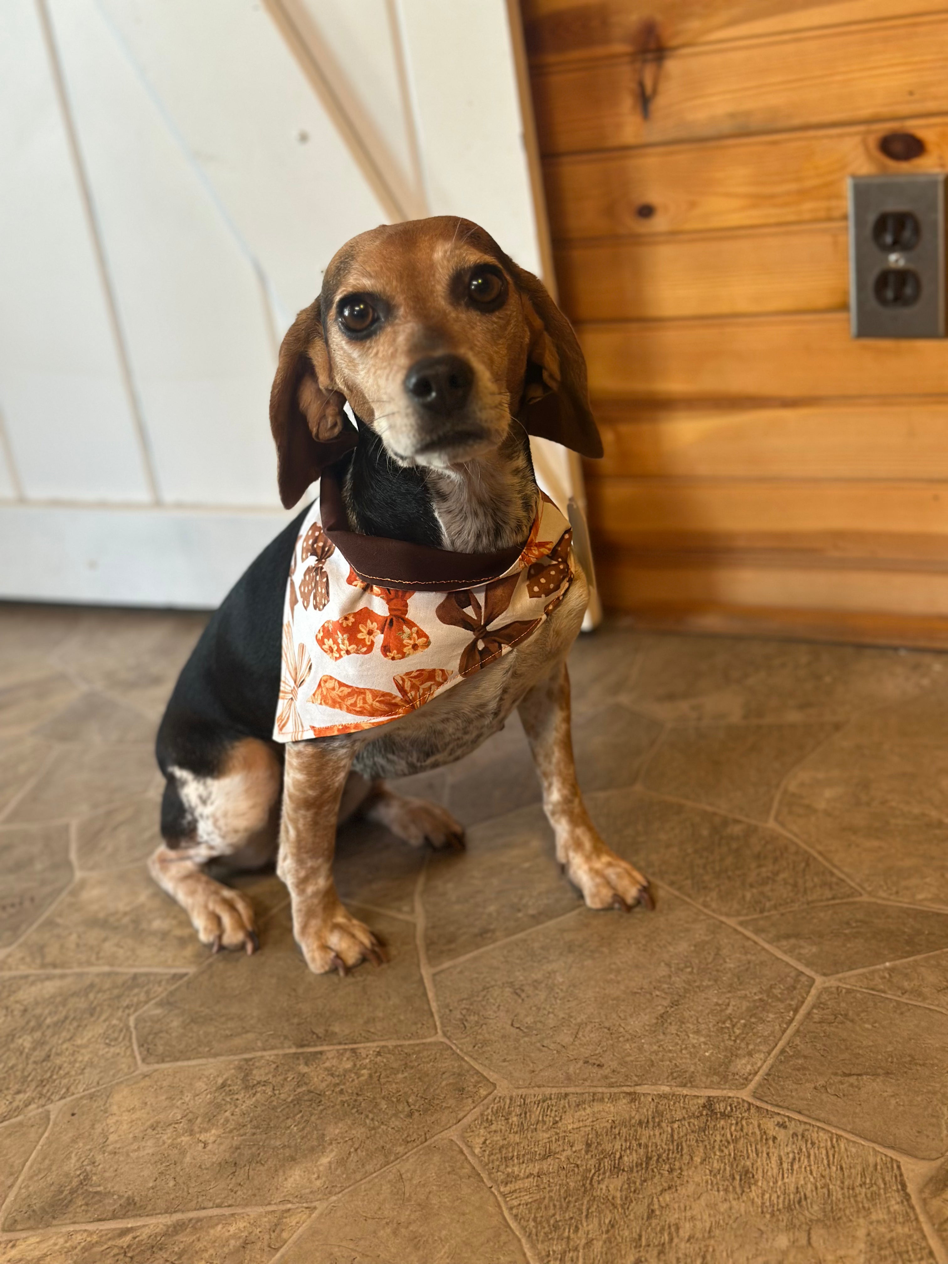 Fall Bows